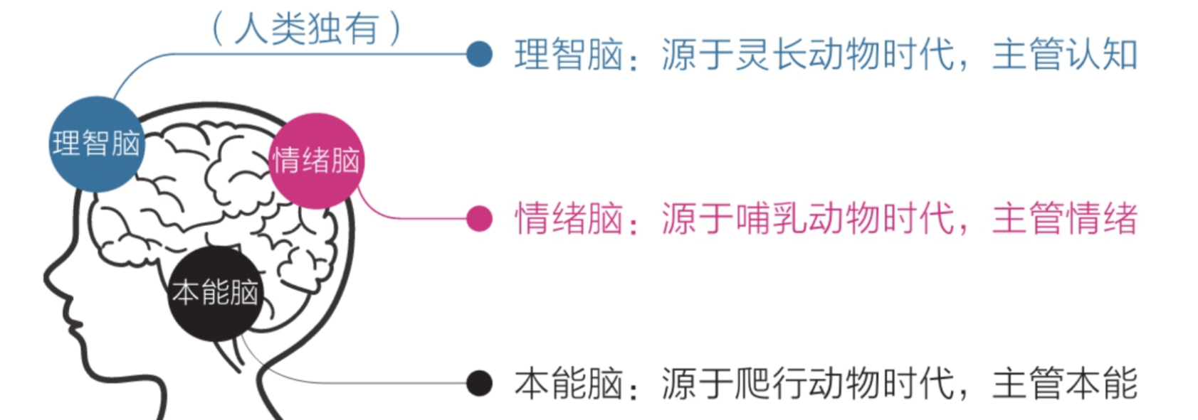 三重脑